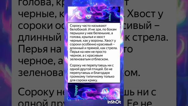 Сорока Белобока