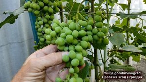 🍇 Важно! Чтобы ГРОЗДИ ВИНОГРАДА НЕ ГНИЛИ сделай это ОБЯЗАТЕЛЬНО перед смыканием ягод. Чем обработат