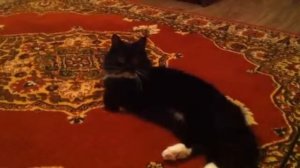 Кошка говорит мама