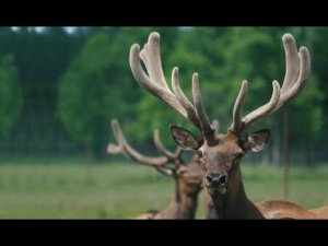 Экскурсия в алтайский маральник | Пантовая продукция Алтайвита