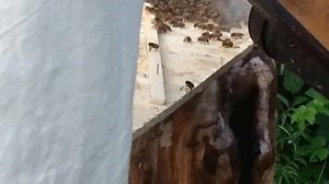 Заселение пчел в колоду. Check bees in the stocks.