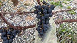 Виноград сорт Нью Йорк Мускат. Grape New York Muscat