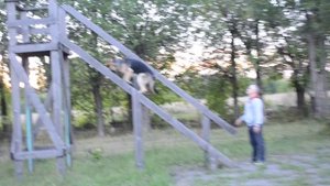 Общий курс дрессировки