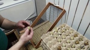 ЗАКЛАДКА ИНКУБАЦИОННЫХ ЯИЦ В ИНКУБАТОР