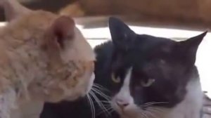 Ты кто такой,а ты кто такой