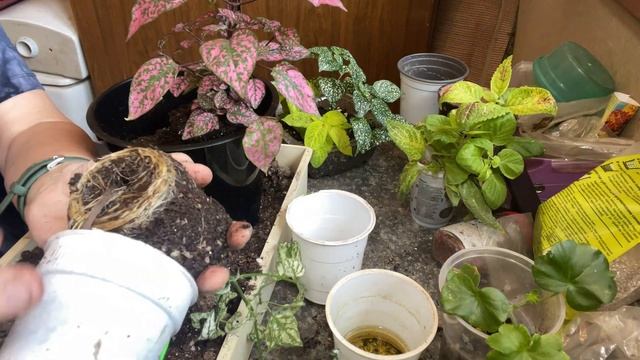 Гипоэстес из семян. Уход за Гипоэстесом,пересадка, размножение . смотреть онлайн