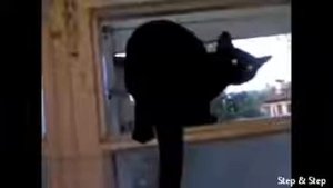 кот ГАВКАЕТ