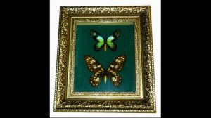 Ornithoptera victoriae rubianus pair form Carbunculus   Solomon islands  Ranongga is