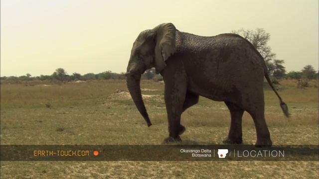 Rains bring early start to impala mating season смотреть онлайн