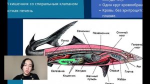 Класс Хрящевые рыбы