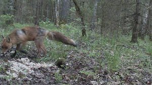 лиса увидела камеру )))