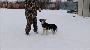 Щенки вео. Питомник Бастион Фортуны.