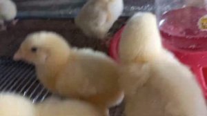 Чем пропаивать цыплят- бройлеров/охлаждаю ИЯ