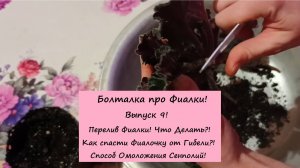 Болталка про Фиалки! Выпуск 9: Перелив Фиалки! Как спасти Фиалочку от Гибели?! Способ Омоложения!