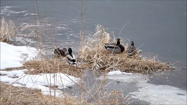 Кряквы весной