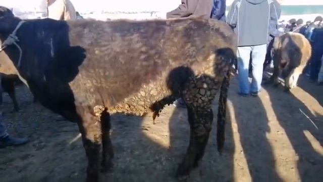 ШАНБЕБОЗОР НАРХИ ГУСАЛА БУКАЧА ГУНАЧИН ГОВИ ШИРТЕ БУКАИ КАЛОН ФАРХОР 16, 01,2021 г.