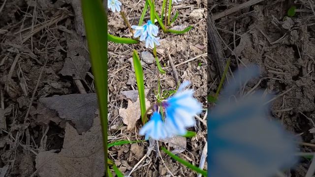 Первоцветы  Самые ранние цветы   #shorts #цветы #первоцветы #flowersgarden