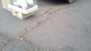 Ярмарка голубей в   Енакиево