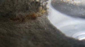 Macro Footage of My Colonies! #11 (Myrmecocystus testaceus)