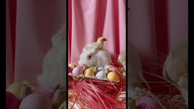Кто на свете всех милее.#животные #детеныши #милыеживотные #милыесобачки #милыекотята