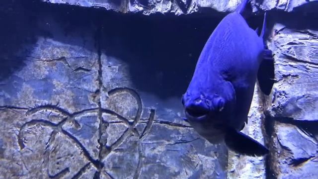 Океанарiум Львiв Дивовижний пiдводний свiт Частина 1 ОКЕАНІЧНІ РИБИ морська черепаха акули піранії