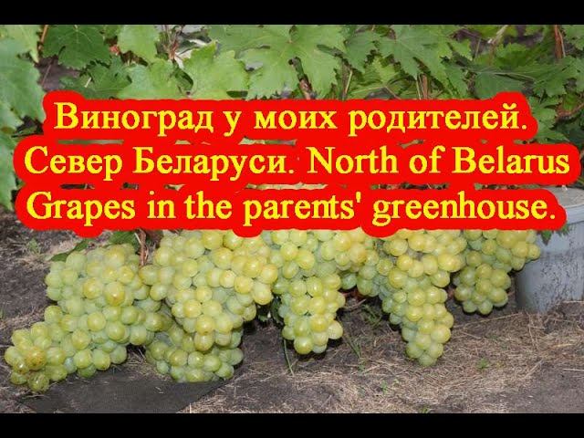 Виноград у моих родителей. Север Беларуси / Grapes in the parents' greenhouse. North of Belarus