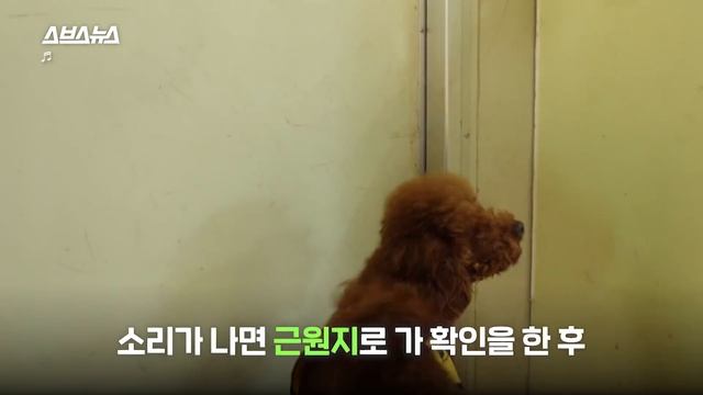 '청각장애인 도우미견', 들어봤어? / 스브스뉴스 смотреть онлайн