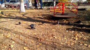 Голуби Краснодара