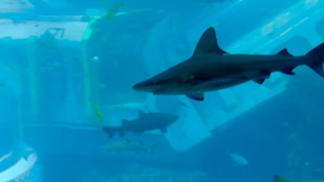 Абу-Даби SeaWorld Abu Dhabi Бесконечный океан