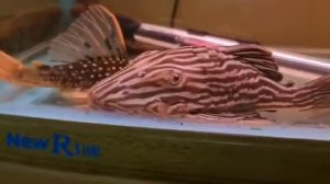 Hypostomus luteus & Panaque & Magnum Pleco