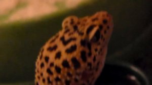 Эублефар Джерри пьёт.