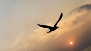 У дикого гуся могучие крылья