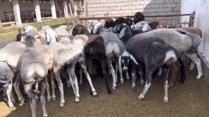 Сизые гиссарские ярки ,переярки едут в Россию