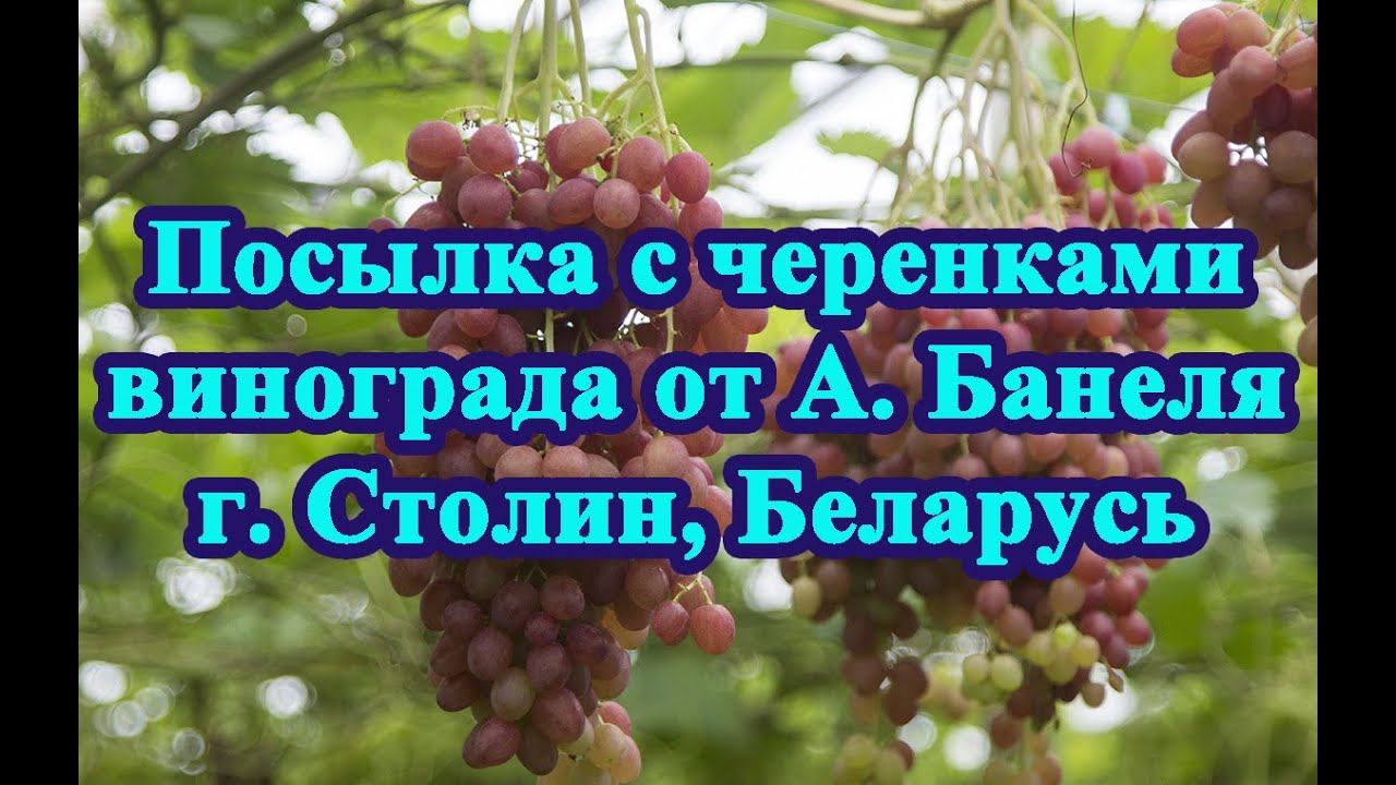 Еще одна посылка с черенками винограда - от А. Банеля, г. Столин, Беларусь