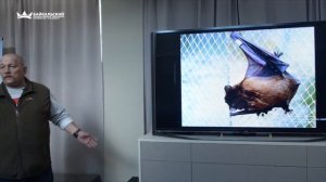 Куда летят птицы