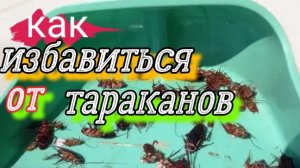 Как избавиться от тараканов.