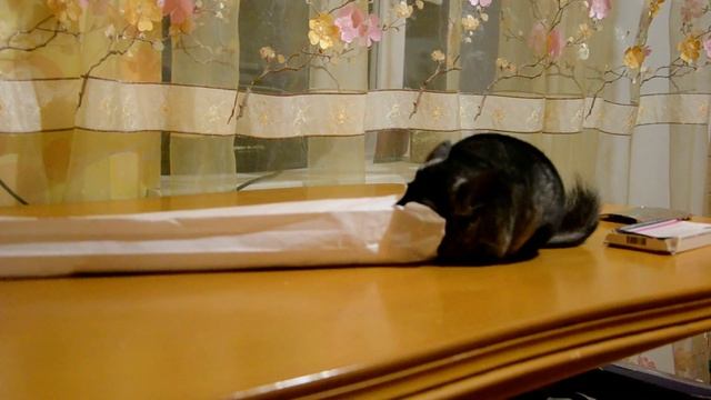 Шиншилла и багет смотреть онлайн