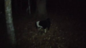 Охота с лайками и таксой. Закрытие сезона. Последняя куница за сезон.