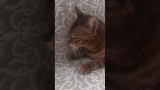О породе бенгальской кошки. #Бенгальскаякошка