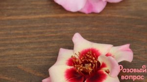 Не знаете как определить сорт розы Быстрее смотрите видео, и вы всё поймёте