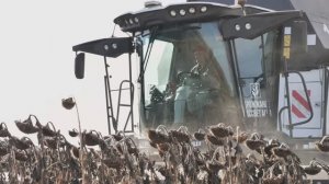 Уборка урожая подсолнуха