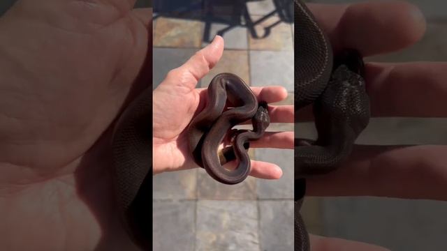 Black Ball Python!😲👊 💥Suma Cinnamon Male # #ballpython #supermahogany #forsale #ballpythonbreeder