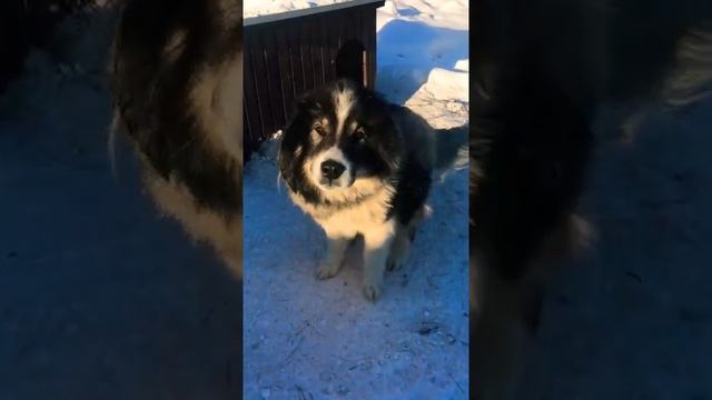 ❕️Тверь и ТО❕ Знакомтесь, Тёма, Тёмик! Метис маламута.Необыкновенной красоты и пушистости. смотреть онлайн