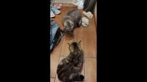 Кот, к тебе сбрприз приехал!