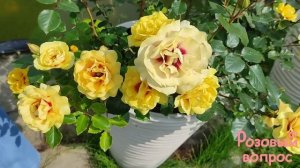 Роза Машхад.  Цветение. Rose Mashhad.