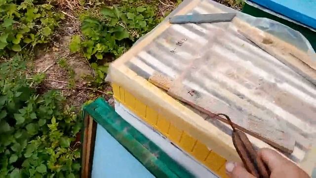 Сім'я медовик. Як використовують допоміжних маток. смотреть онлайн