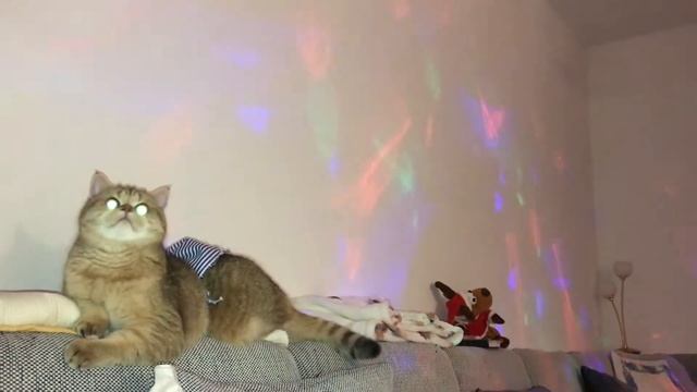 🧡🙀🧡ИГРЫКОШЕК, ЗОЛОТЫХ ШИНШИЛЛ.GOLDEN KITTENS🐱😍😺❤️