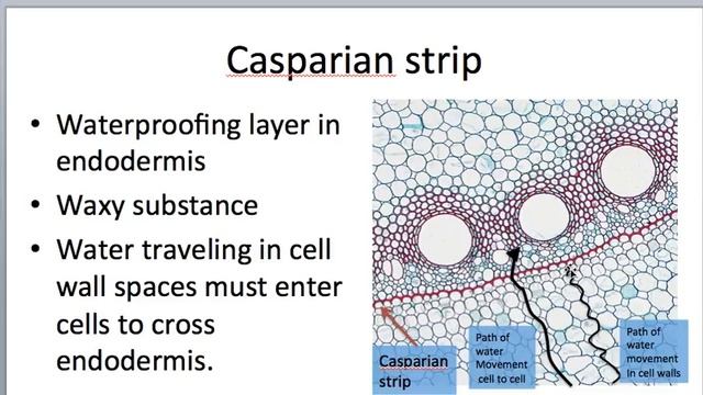 Root internal anatomy смотреть онлайн