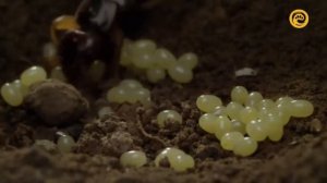 "Макромиры: Зима наступает"