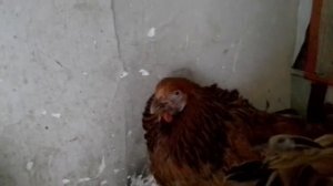 спасение кур от смерти